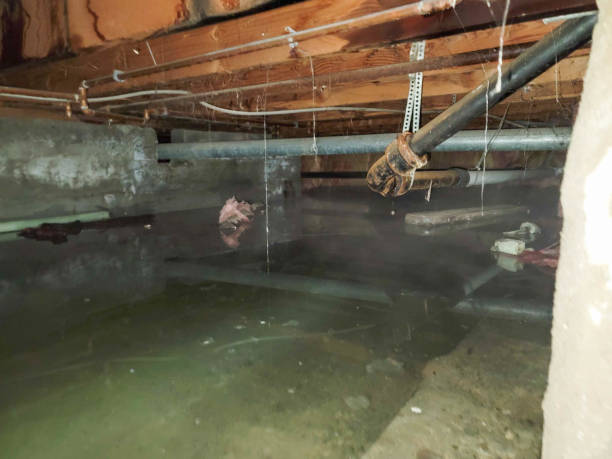 Best 24/7 water damage repair  in Star City, WV
