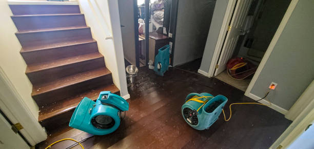 Best Mold removal after water damage  in Star City, WV