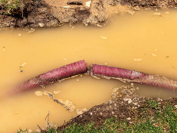 Best Carpet water damage restoration  in Star City, WV